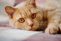 Katze