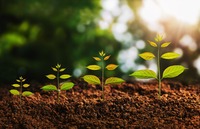 Young plant growing concept idea and sunlight green background