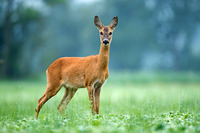 Reh auf Wiese