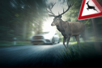 Hirsch läuft auf Straße vor fahrendes Auto, Wildunfall-Gefahr